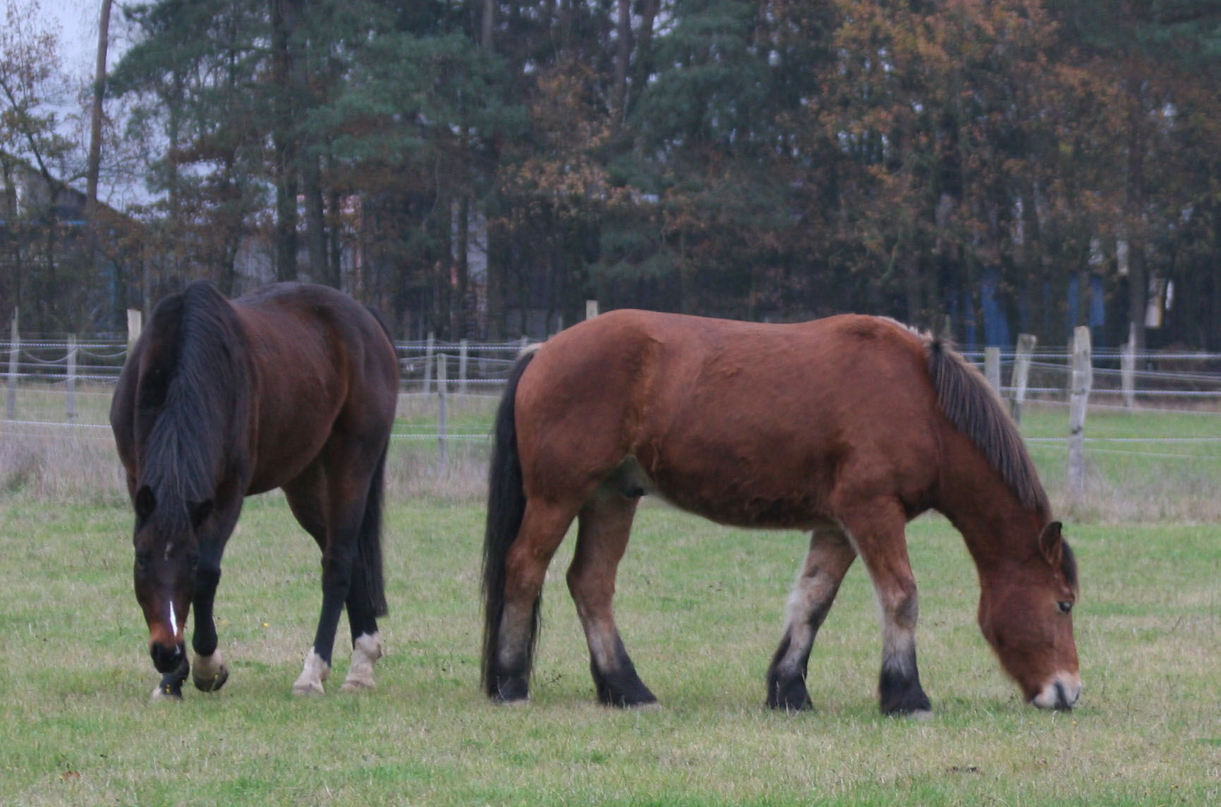 Jazz Dancer und Murphy